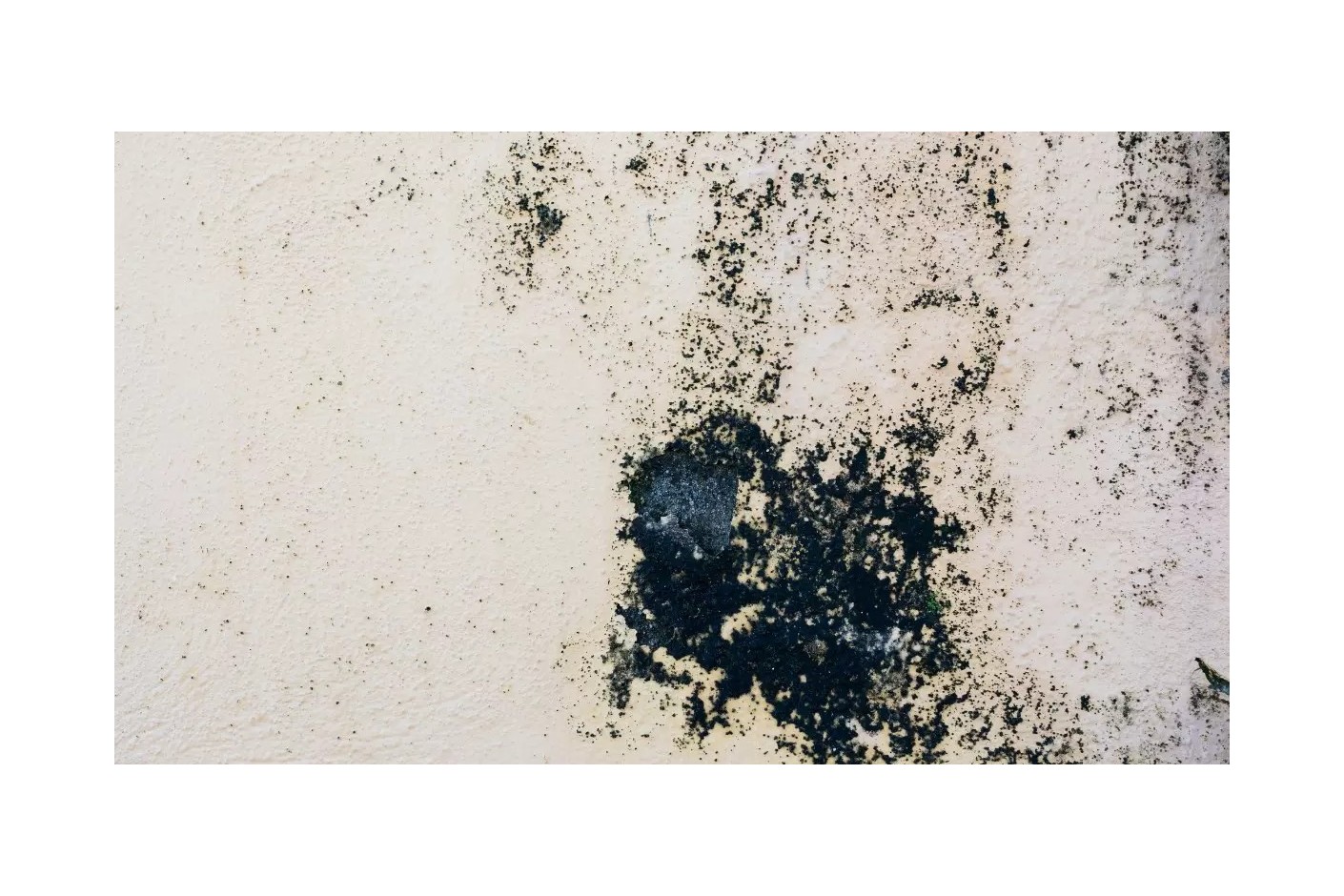 Moho tóxico negro: qué es y cómo evitar que aparezca