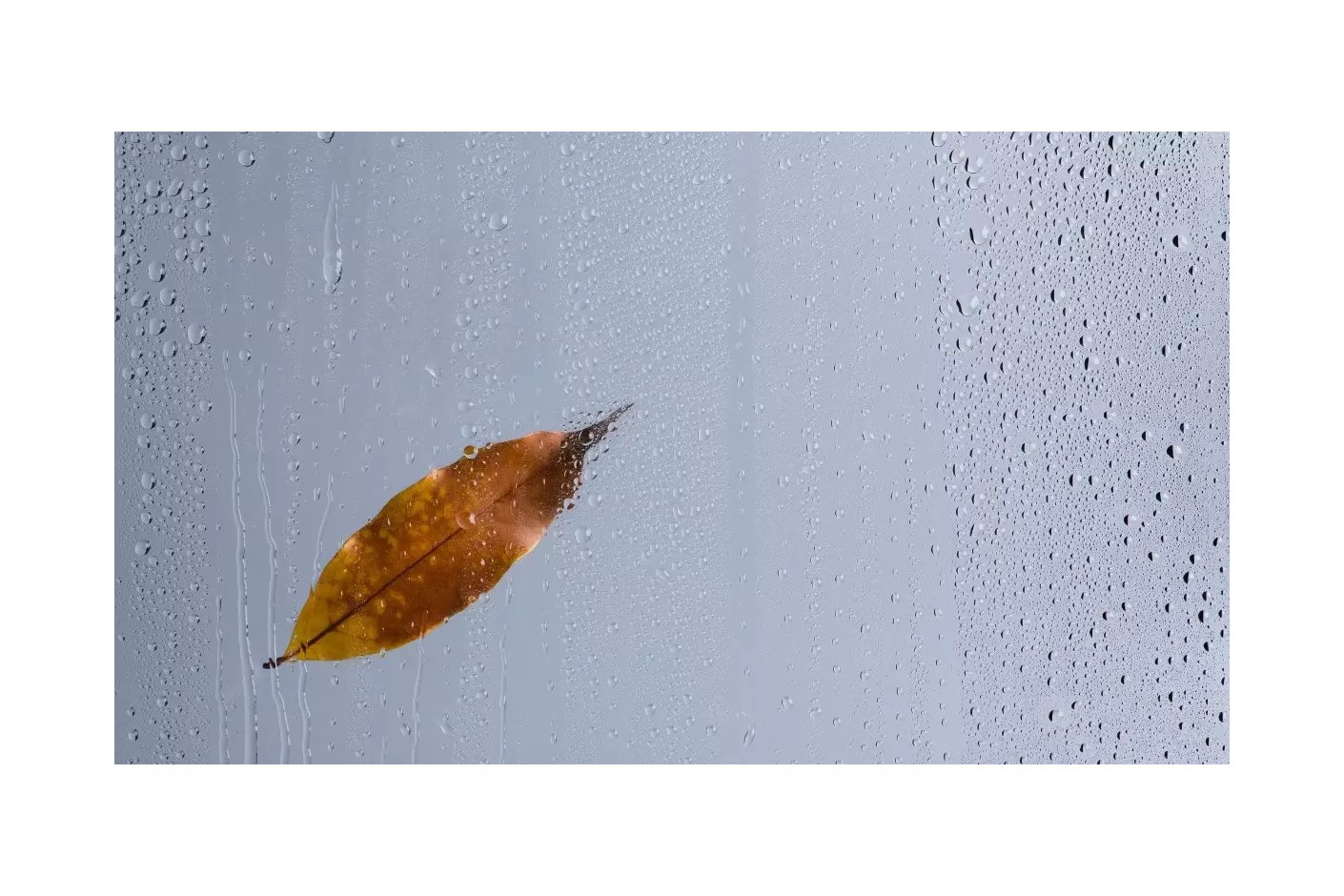 Consejos para eliminar la humedad en otoño