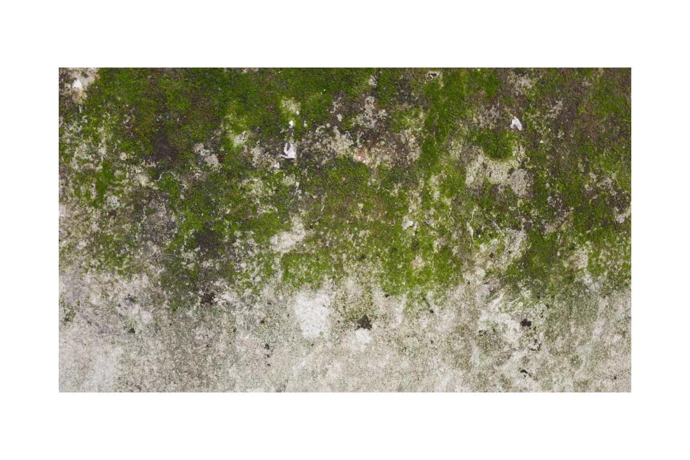 Cómo prevenir la alergia a los hongos de la humedad