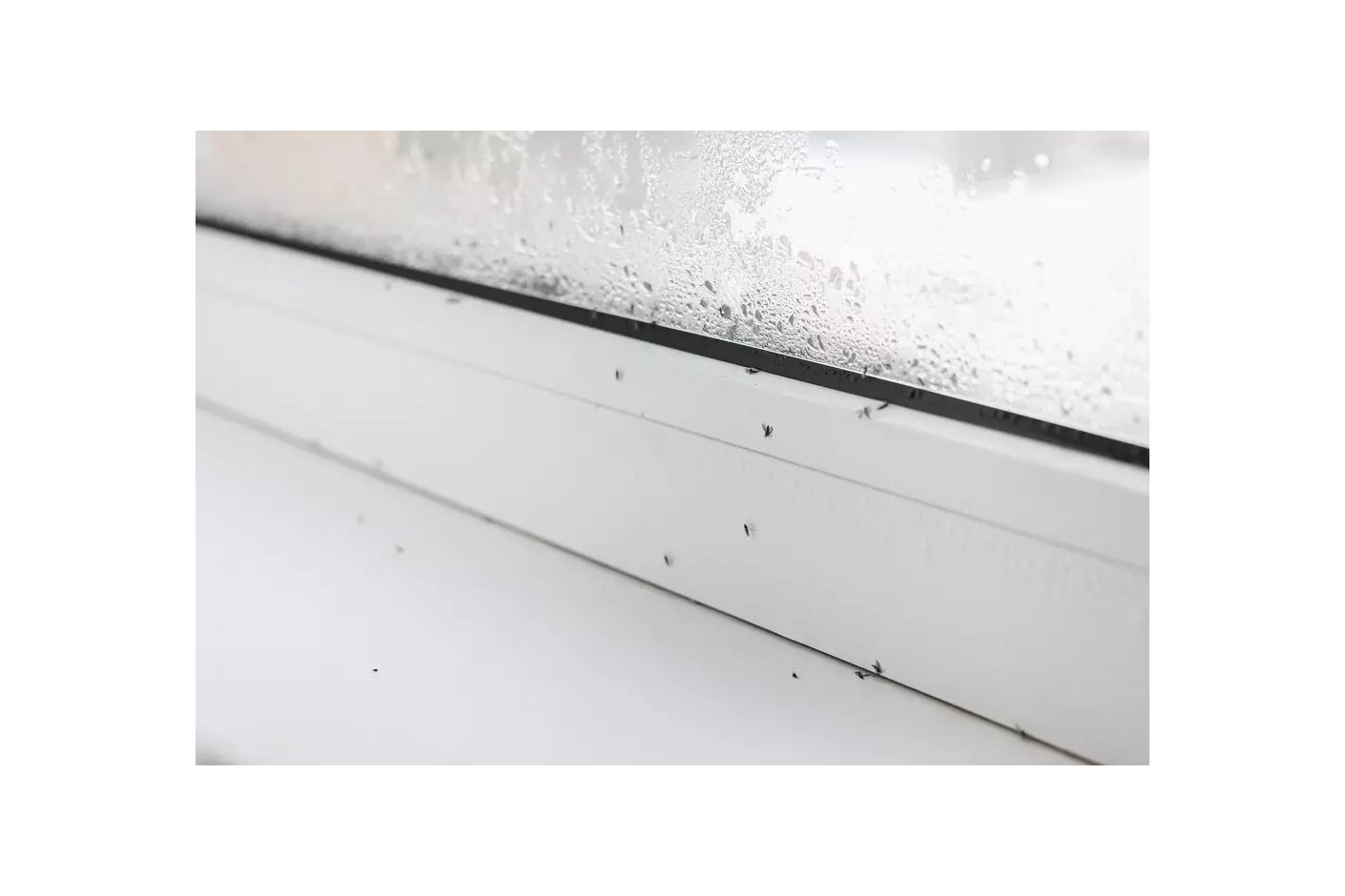 Como eliminar os ácaros da humidade da tua casa