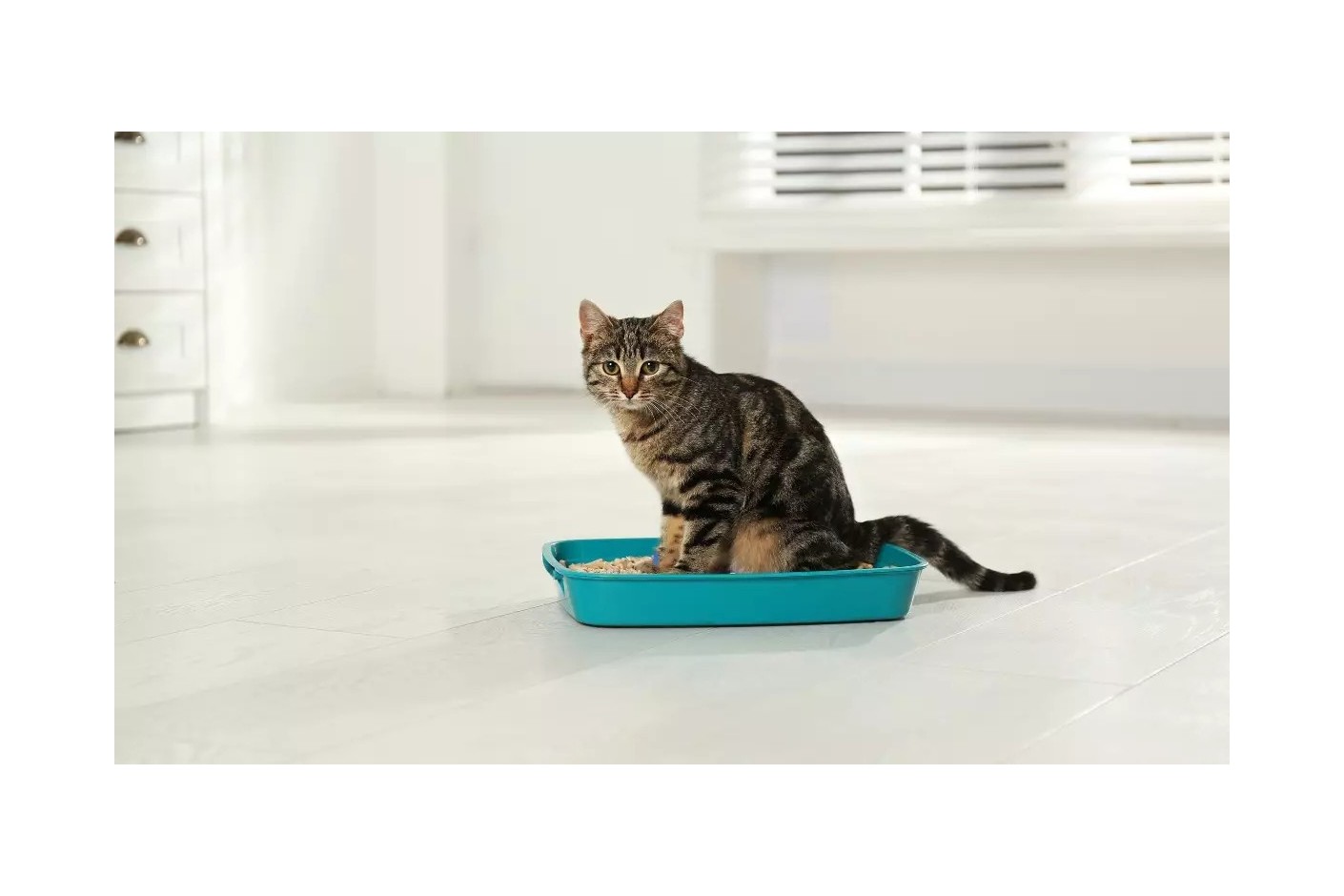 Como eliminar o mau cheiro da caixa de areia: 6 dicas com neutralizadores de odores para gatos